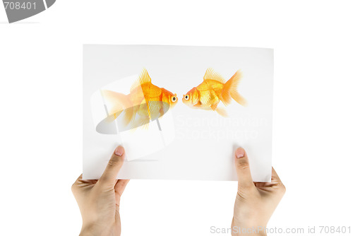 Image of gold fish photo