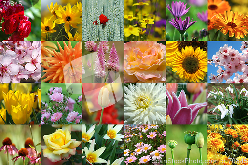 Image of Flower collection