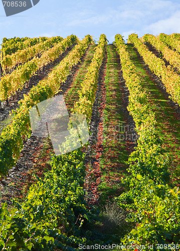 Image of Douro Vineyards