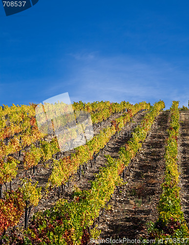 Image of Douro Vineyards
