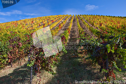 Image of Douro Vineyards