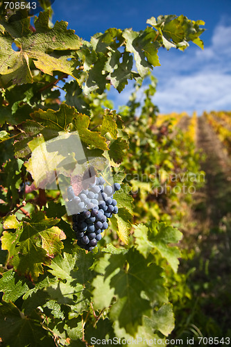 Image of Port Wine Vineyard