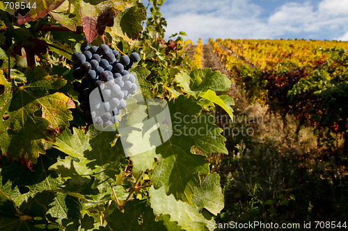 Image of Port Wine Vineyard