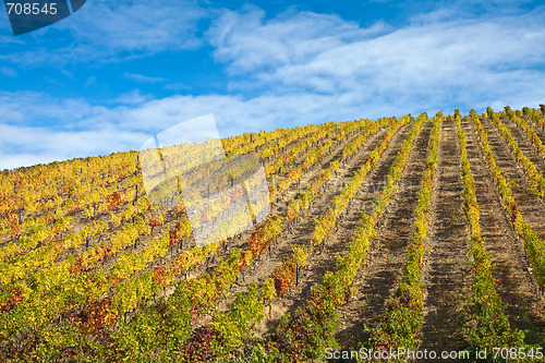 Image of Douro Vineyards