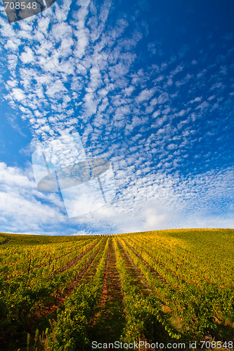 Image of Douro Vineyards