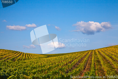 Image of Douro Vineyards