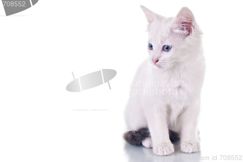 Image of White Kitten