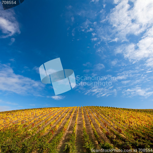 Image of Douro Vineyards