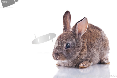 Image of Cute Bunny