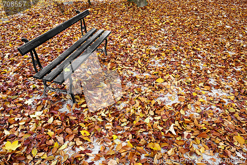 Image of Bench and Leaves