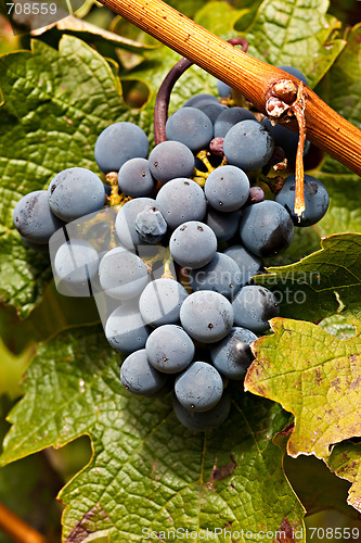 Image of Port Wine Grapes