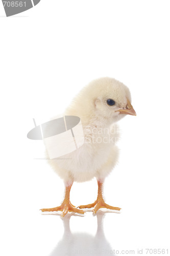 Image of Cute Chick