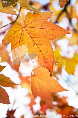 Image of Autumn Fall Leaves