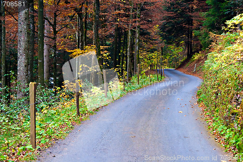 Image of Road in the Woods