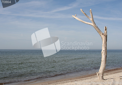 Image of A Tree at the Beach