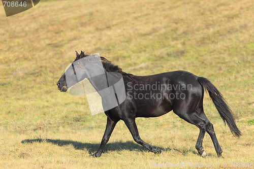 Image of Horse