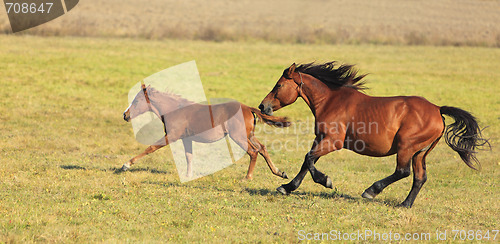 Image of Horses Running