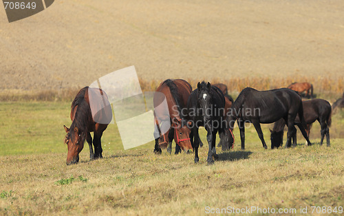 Image of Herd Of Horses