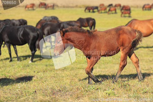 Image of Herd Of Horses