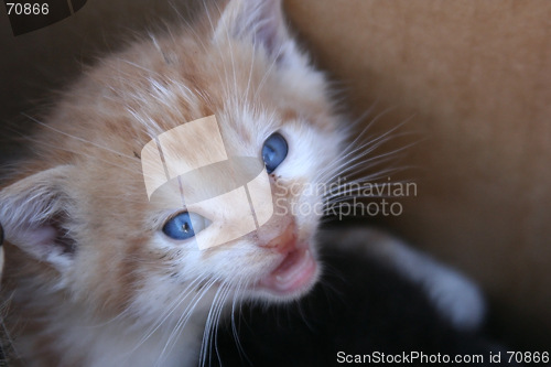 Image of Kitten