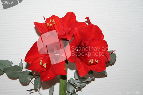 Image of Amaryllis in red