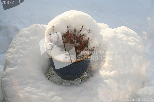 Image of Heather hid in snow