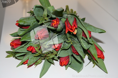 Image of Tulips in red