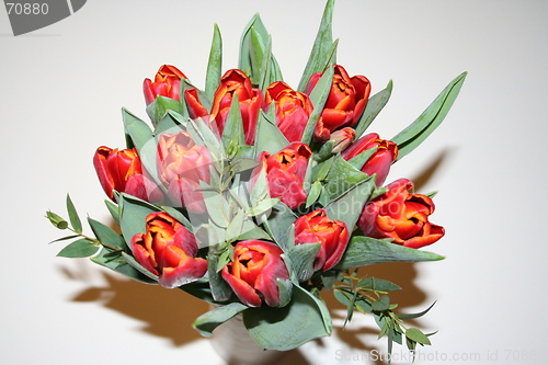 Image of Tulips in red