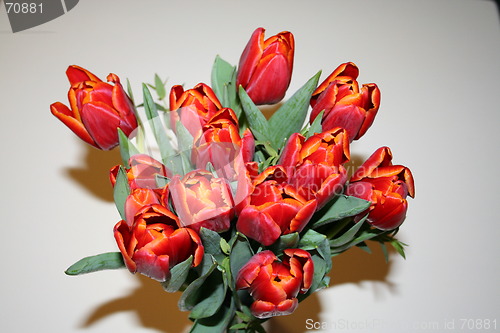 Image of Red  tulips