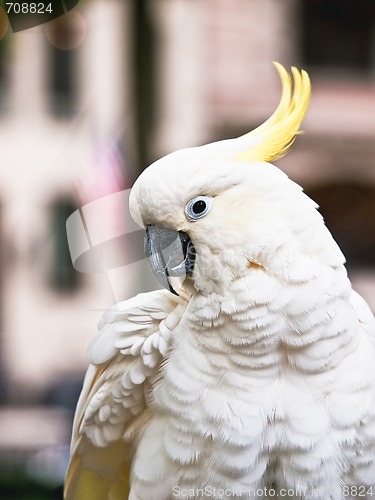Image of Sulphur-Crested Cockatoo