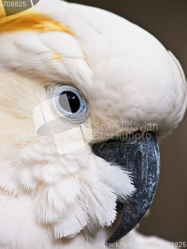 Image of Sulphur-Crested Cockatoo