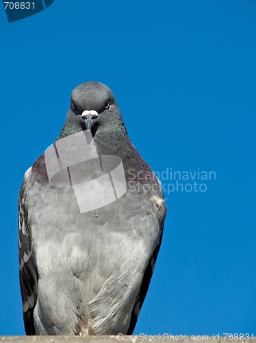 Image of Pigeon with Copy Space