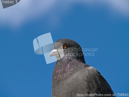 Image of Pigeon Portrait