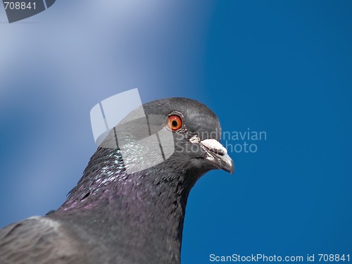 Image of Pigeon Portrait
