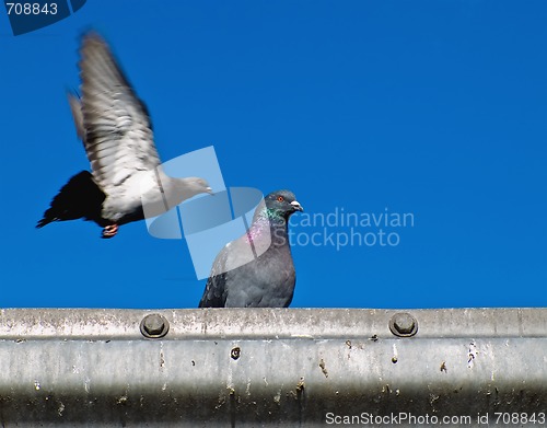 Image of Pigeons