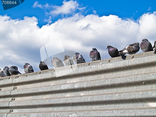 Image of Pigeons