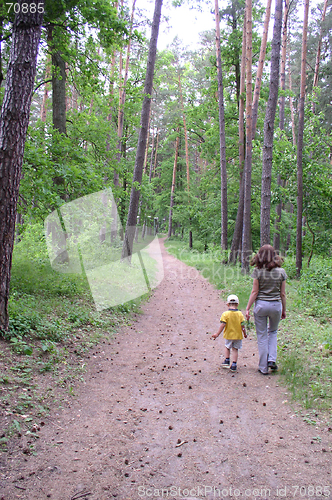 Image of A Walk in the Forest