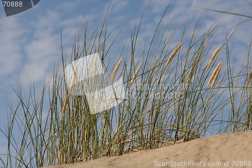 Image of Flora of Dunes