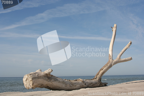 Image of Dried-Up Tree