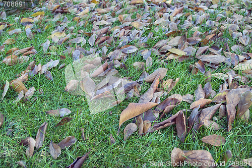 Image of Fall in Tuscany, Italy, 2008