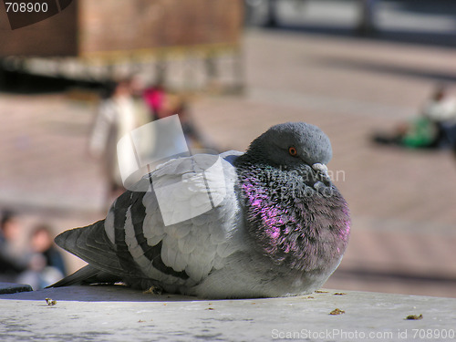 Image of Pigeon in Siena, Tuscany, Italy