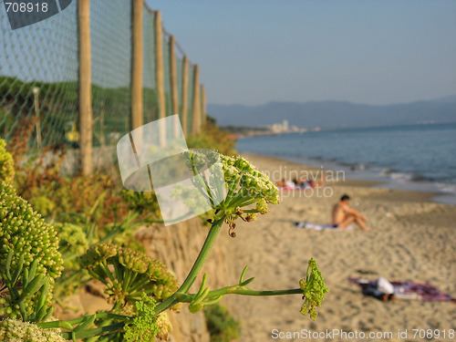 Image of Flowers on the Coast, Tuscany, Italy