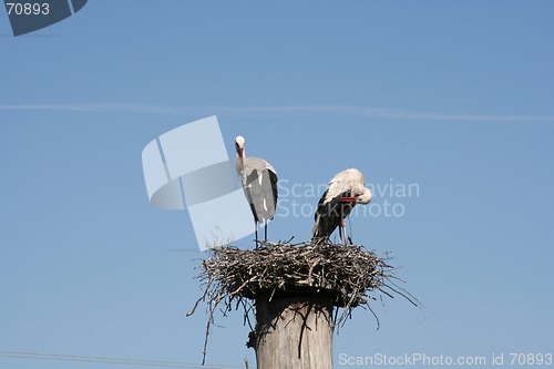 Image of Storks in Their Nest