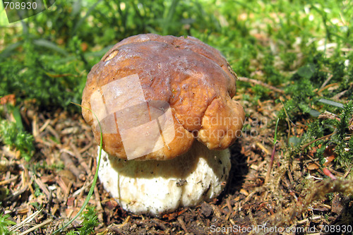 Image of Mushroom, Dolomites, 2007