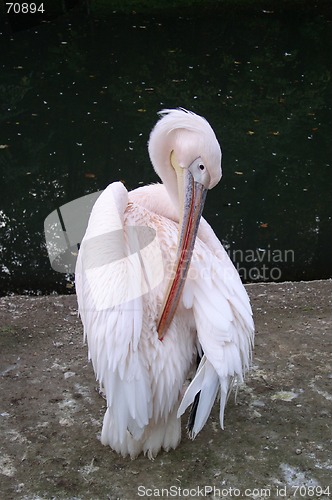 Image of Pelican