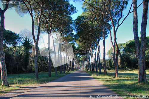 Image of San Rossore Park, a Road in Tuscany