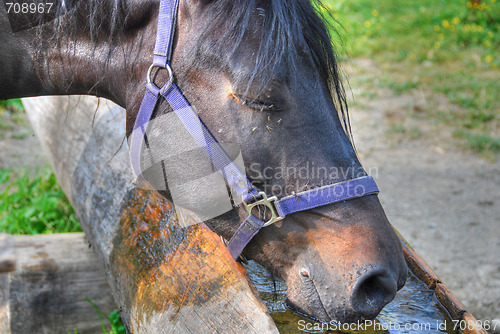 Image of Drinking Horse in the Dolomites, Italy