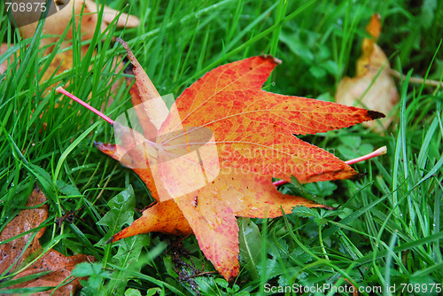 Image of Leaves, Fall in Tuscany