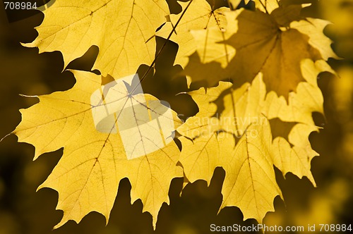 Image of Leaves