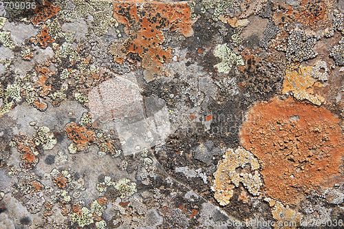 Image of Lichen texture